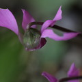 Cyclamen purpurascens