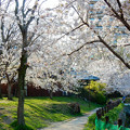 2013桜