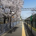 京阪電車と桜