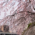 京都の風景・春