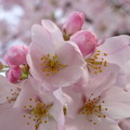 20140330清州城の桜