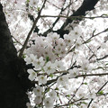 桜Photo2015