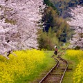 20160409千葉県 小湊鉄道 いすみ鉄道春の風景撮影