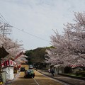 2017年4月9日 西公園 桜 福岡 さくら 写真