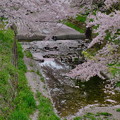 2017/04/15　瀬戸の桜