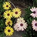 わたしの庭の花たち