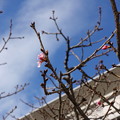 河津桜が咲いた2021