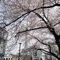 22.4 東京の桜
