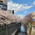 23.3 東京の桜