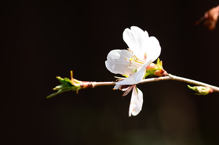 四季桜（シキザクラ）