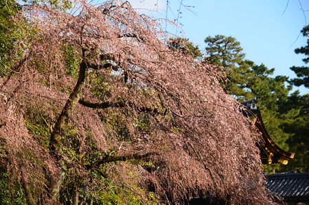近衛邸跡の糸桜