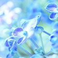 夢色紫陽花