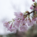 Photos: 安行桜