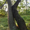 Photos: 寄り添う木々201309.01稲城