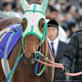 Photos: [川崎記念14]引き手さんのヘルメットにも同じ絵が描かれれているトウホクビジン
