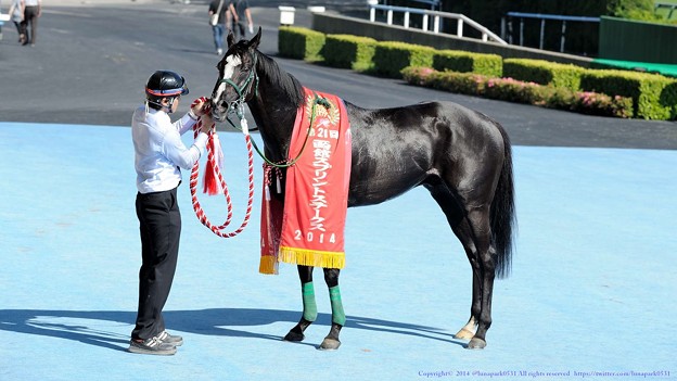 Photos: [140622函館11R函館SS]ガルボ「ほれ、漆黒の馬体がよく映えるだろう～」　#ジロリ馬