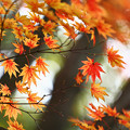Photos: 『秋彩。。。』