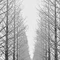『モノトーン』　～滋賀県　メタセコイア並木～