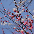 『春の競演』　～熱田神宮　梅×桜～