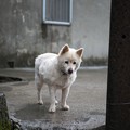 Photos: 台湾の犬