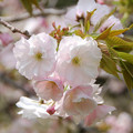 Photos: 行田水城公園の桜・４