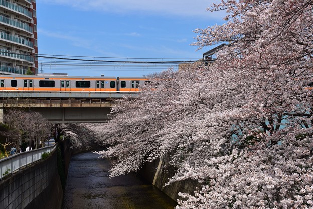 18東中野桜と中央線