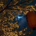 月と桜(実験写真)