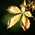 Photos: トチノキの葉