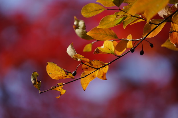 Photos: カマツカの葉
