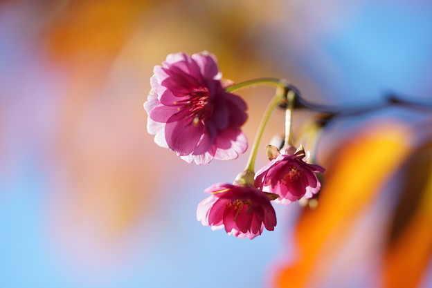 Photos: 紅葉と桜