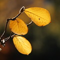 Photos: 木蓮の葉と蕾