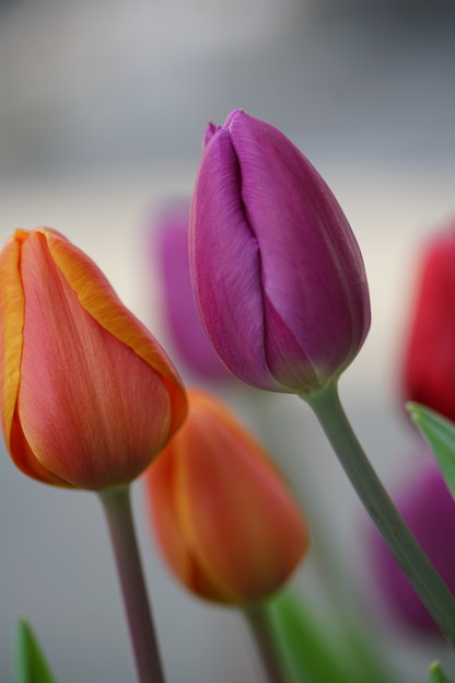 Photos: チューリップの花々