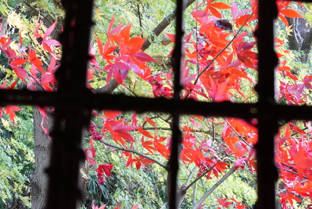 Photos: 窓の紅葉