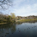 Photos: 冬の三ツ池公園