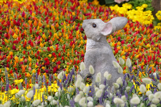 花壇のウサギ