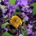Photos: 花と蜂