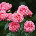 Photos: 薔薇の花々