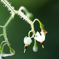 Photos: ヒヨドリジョウゴの花
