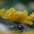Photos: 黄色い菊