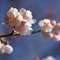 Photos: 寒桜