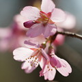 Photos: おかめ桜