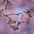 椿寒桜