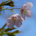 Photos: 大漁桜
