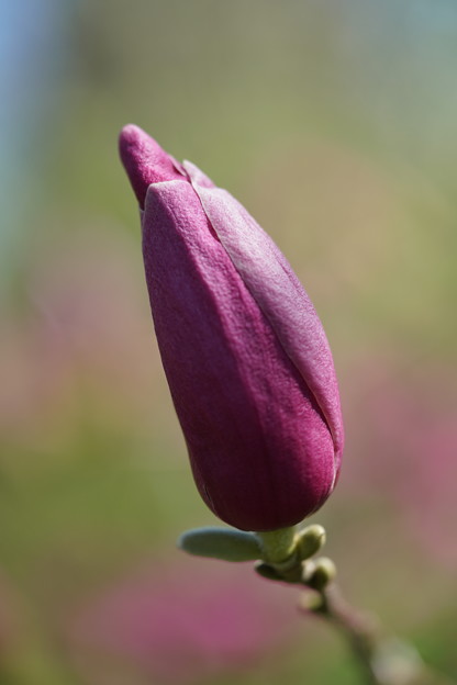 紫木蓮の蕾