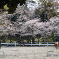 馬術練習場の桜