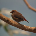 Photos: アフリカの小鳥