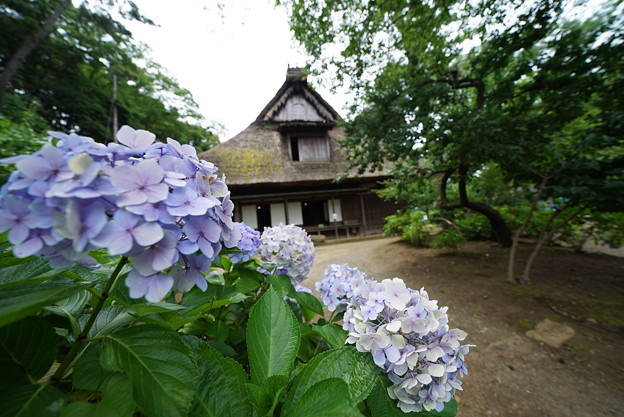 紫陽花と合掌造りの家