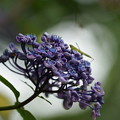 Photos: 紫陽花と蟷螂