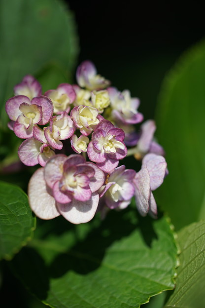 Photos: 夏の紫陽花