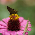 Photos: 花と昆虫